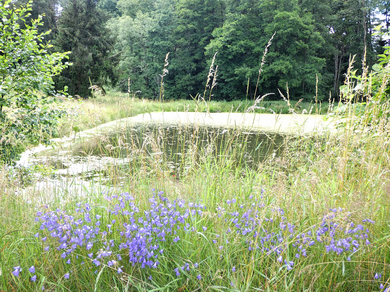 durchs Weihergebiet bei Reuting