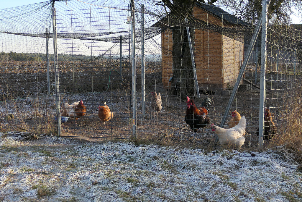 Presents? We don't care unless it's chicken feed. (HFF)