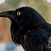 Australian Raven portrait