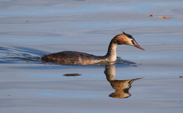 EF7A0394 Great Crested Grebe