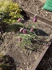 FritillariaSpring2025