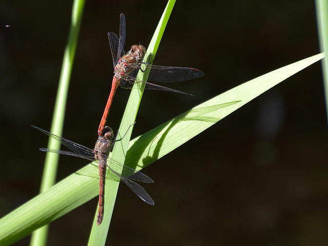 Common Darter in tandem (Sympetrum striolatum) DSB 1755