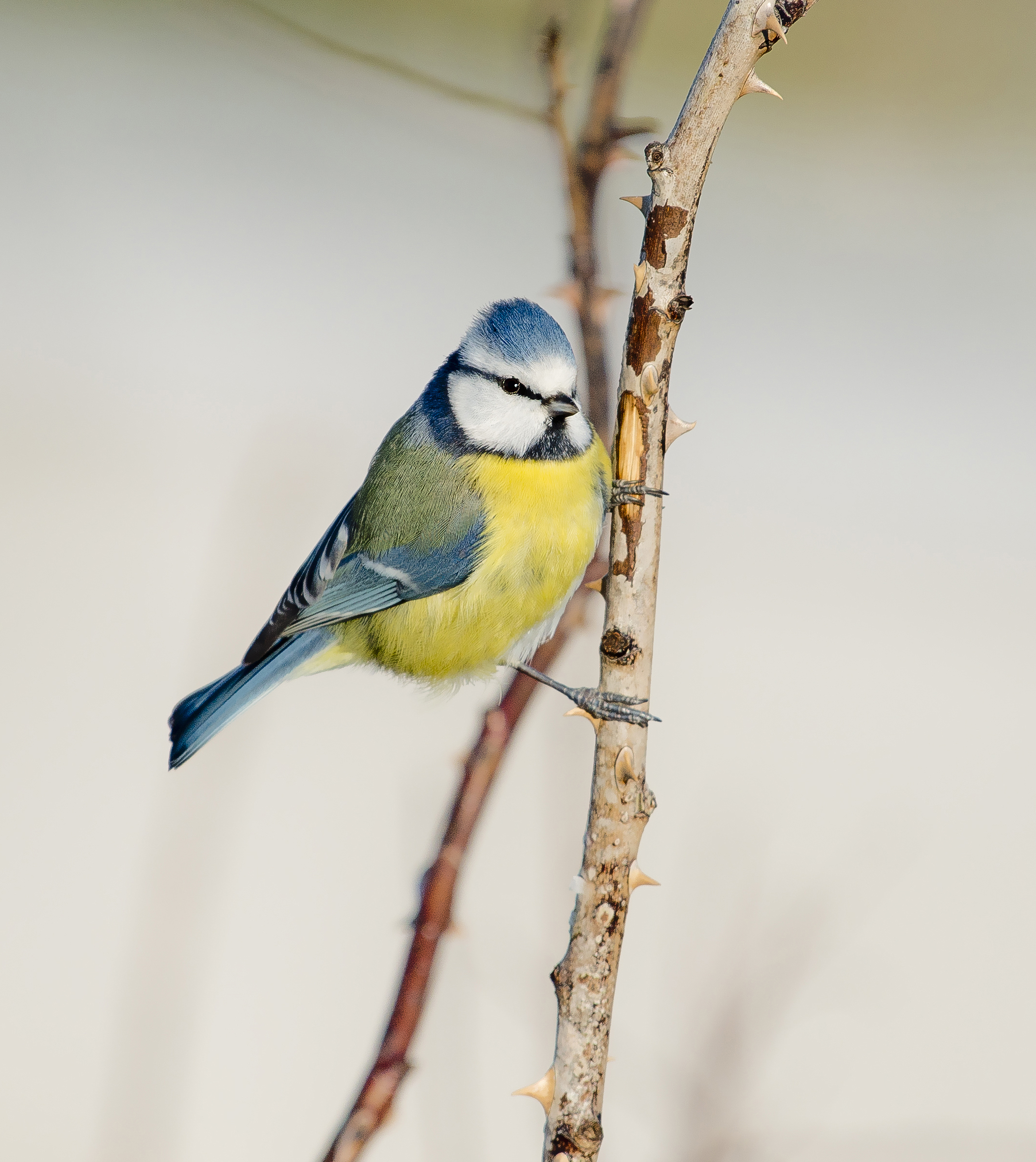 Blaumeise (Blue tit)