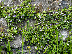 20170419 0545CPw [D~LIP] Mauer-Zimbelkraut (Cymbalaria muralis),  UWZ, Bad Salzuflen