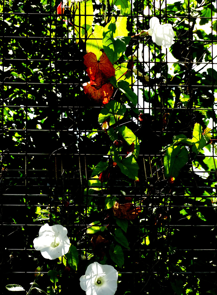 Bindweed Fence