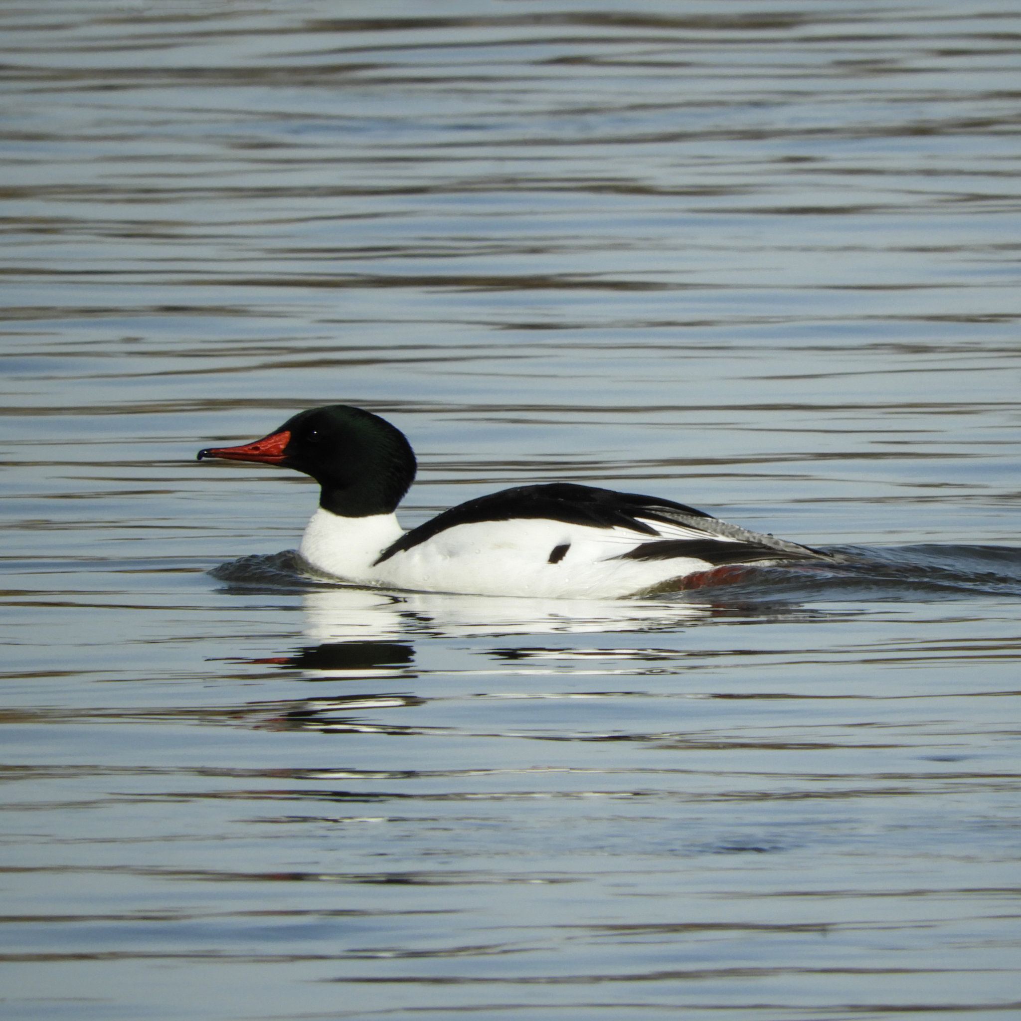 Common Merganser male