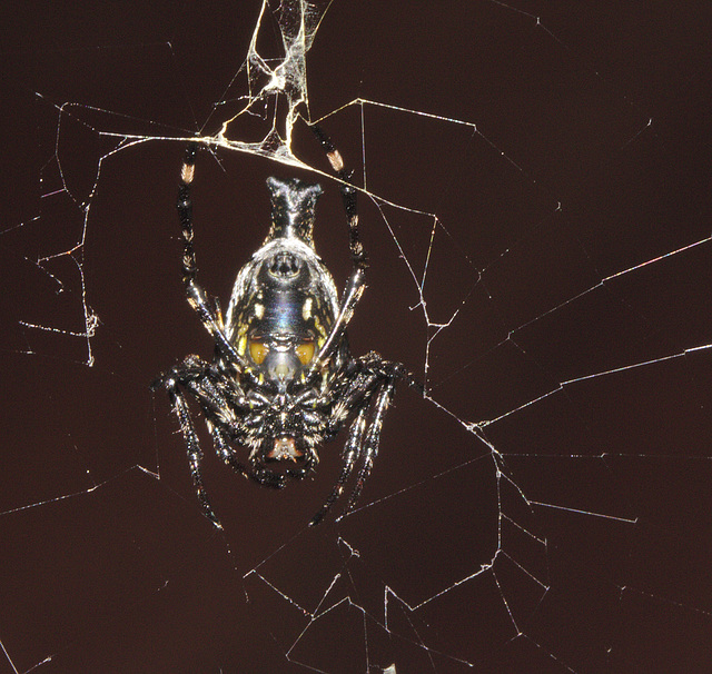 Spider IMG_6766