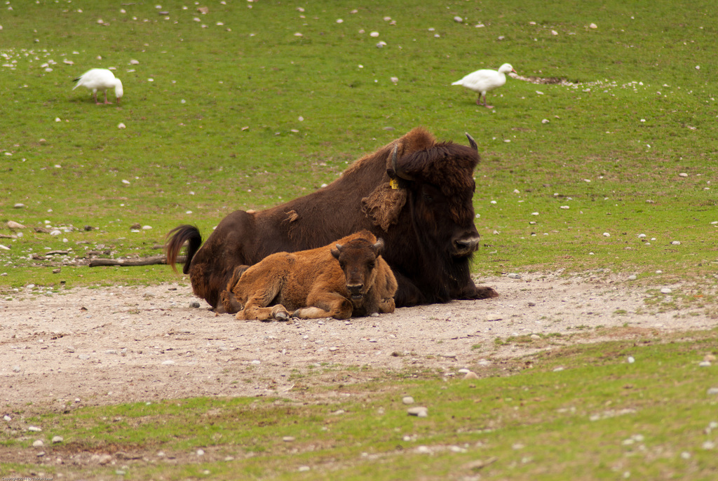 Tierpark Hellabrunn