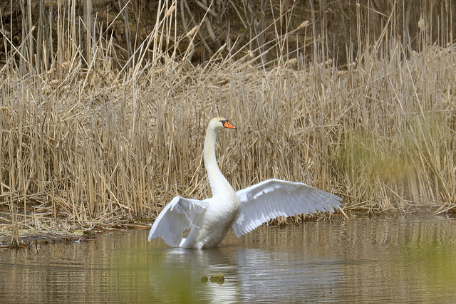 Mute Swan