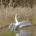 Mute Swan