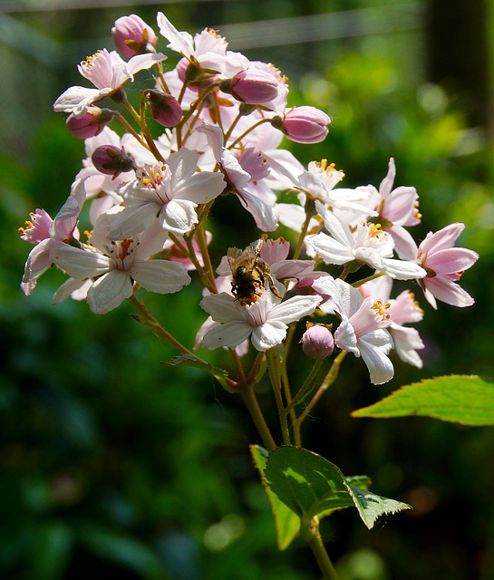 Biene zu Besuch