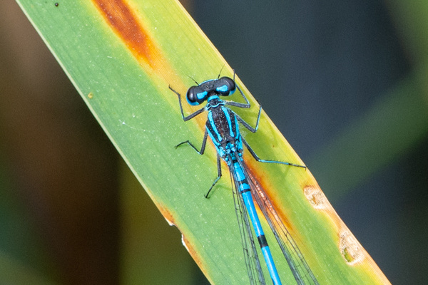 Azure Bluet-DSD2123