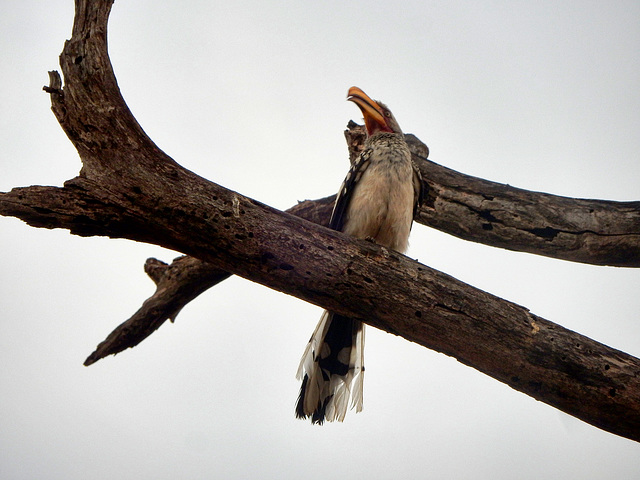 hornbill