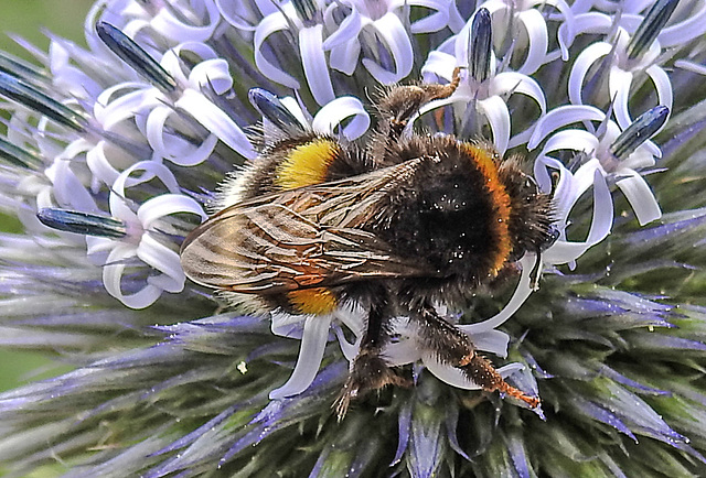 20220710 1403CPw [D~LIP] Kugeldistel, Dunkle Erdhummel (Bombus terrestris), Bad Salzuflen