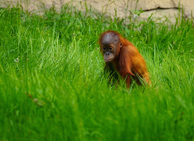 Orang Utan