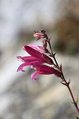 Penstemon