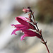 Penstemon newberryi