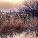 Woodberry Wetlands, Stoke Newington