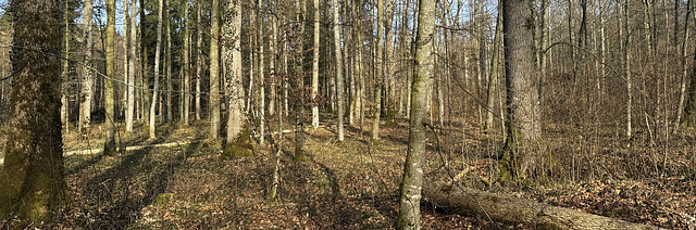 Im Wald sind ... Im Wald sind ...