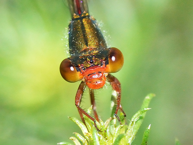 Small Red Damsel f (Ceriagrion tenellum f. erythrogastrum) DSC 5494