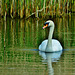 Swan and Reeds. Killingworth Lake