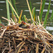 Coot chicks at the Great Pool in Himley Estate, October 2011