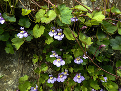 20170419 0546CPw [D~LIP] Mauer-Zimbelkraut (Cymbalaria muralis),  UWZ, Bad Salzuflen