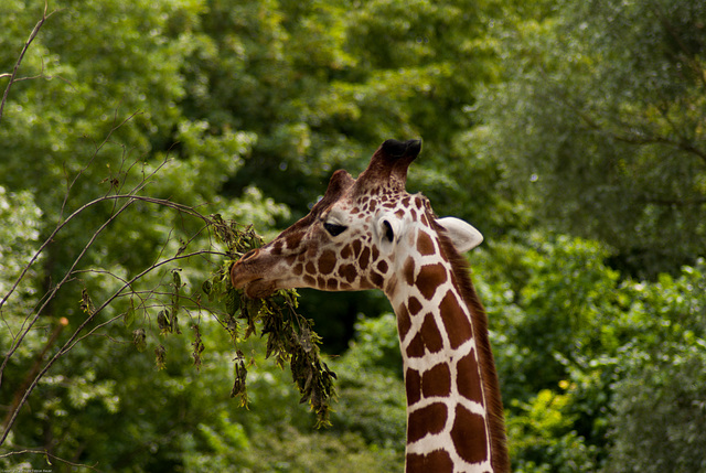 Tierpark Hellabrunn