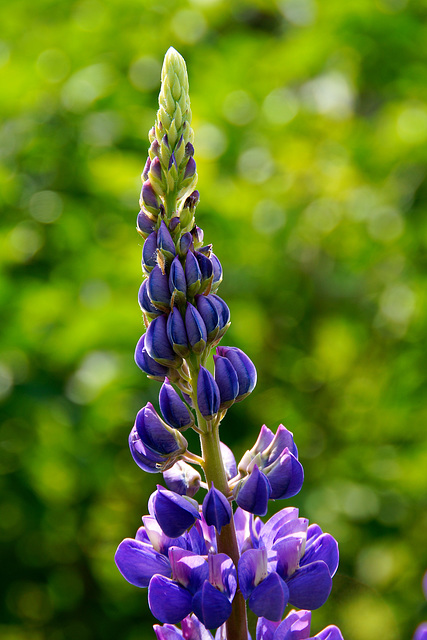 Lupine