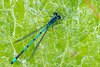 Azure Bluet-DSD2128