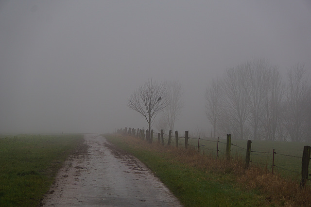 Nebel bei Elbingerode V