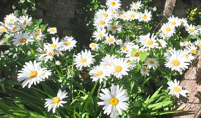 Garden daisies