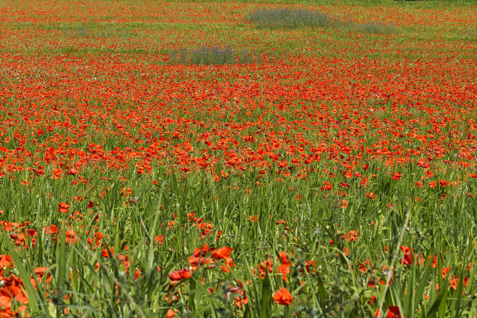 Champs de coquelicots. ( Sarthe) .