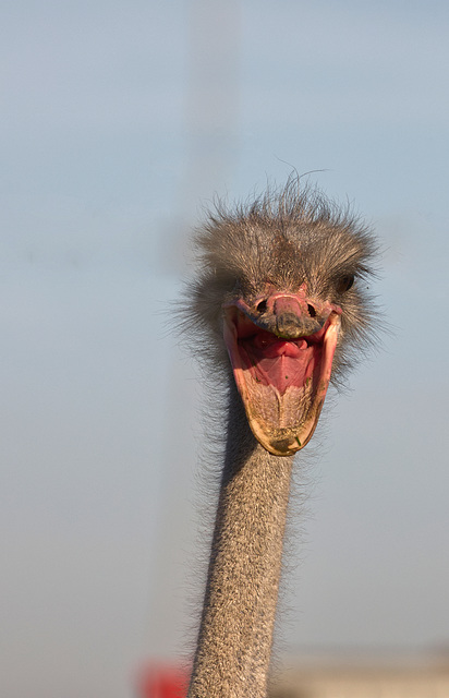 angry ostrich