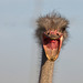 angry ostrich