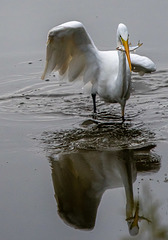 Great white egret with a fish