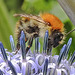 20220710 1404CPw [D~LIP] Kugeldistel, Ackerhummel (Bombus pascuorum), Bad Salzuflen