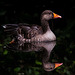 Greylag goose