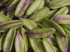 Agapanthus Seed Heads