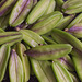 Agapanthus Seed Heads