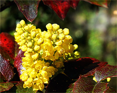 Jaune vif - Mahonia