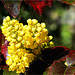 Jaune vif - Mahonia