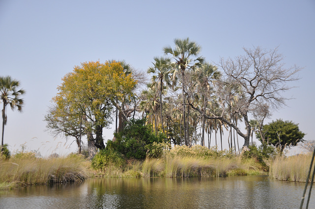 Insuleto en Okavango-Delto