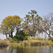 Insuleto en Okavango-Delto
