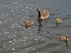 Goose and chicks