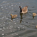 Goose and chicks