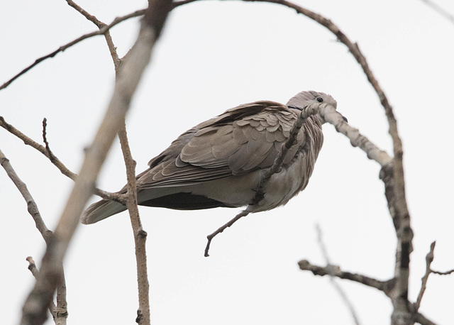 African Collared-Dove