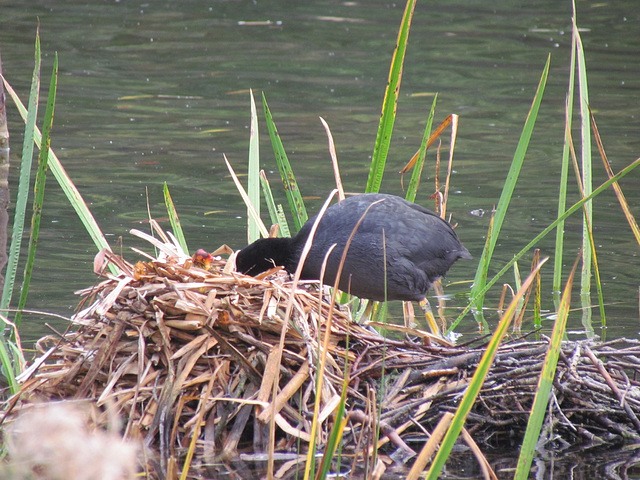 Coot chicks at the Great Pool in Himley Estate, October 2011