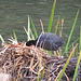 Coot chicks at the Great Pool in Himley Estate, October 2011