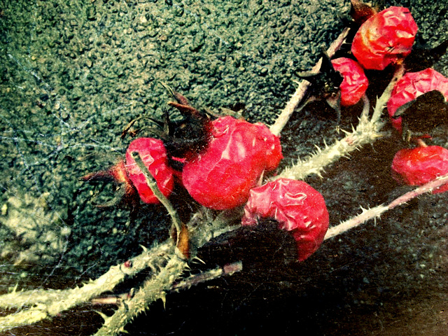 Red on asphalt